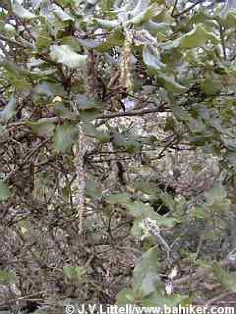 Silktassel flowers 