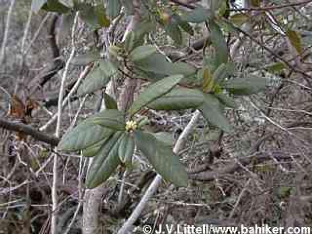 Coffeeberry in winter