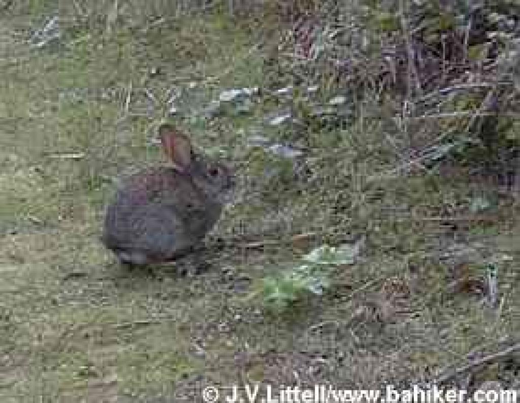 Cottontail