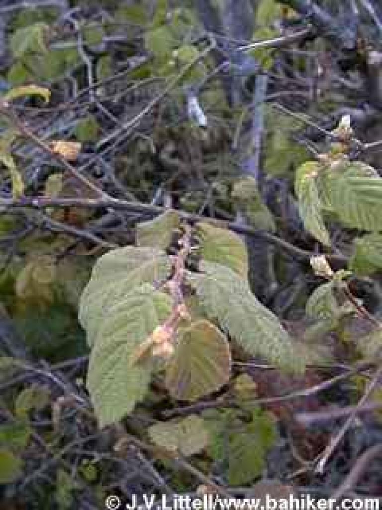Hazelnut photo