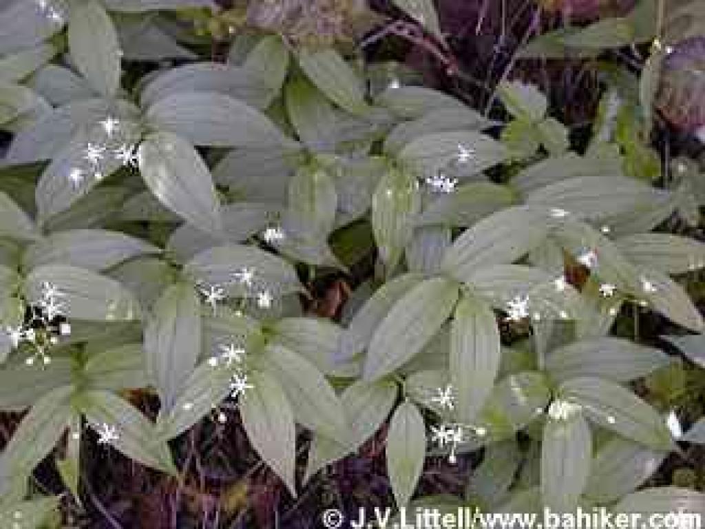 False solomon's seal photo