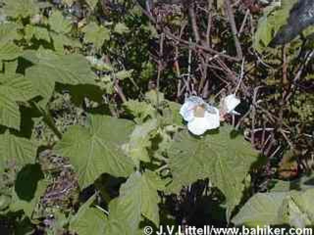 Thimbleberry photo