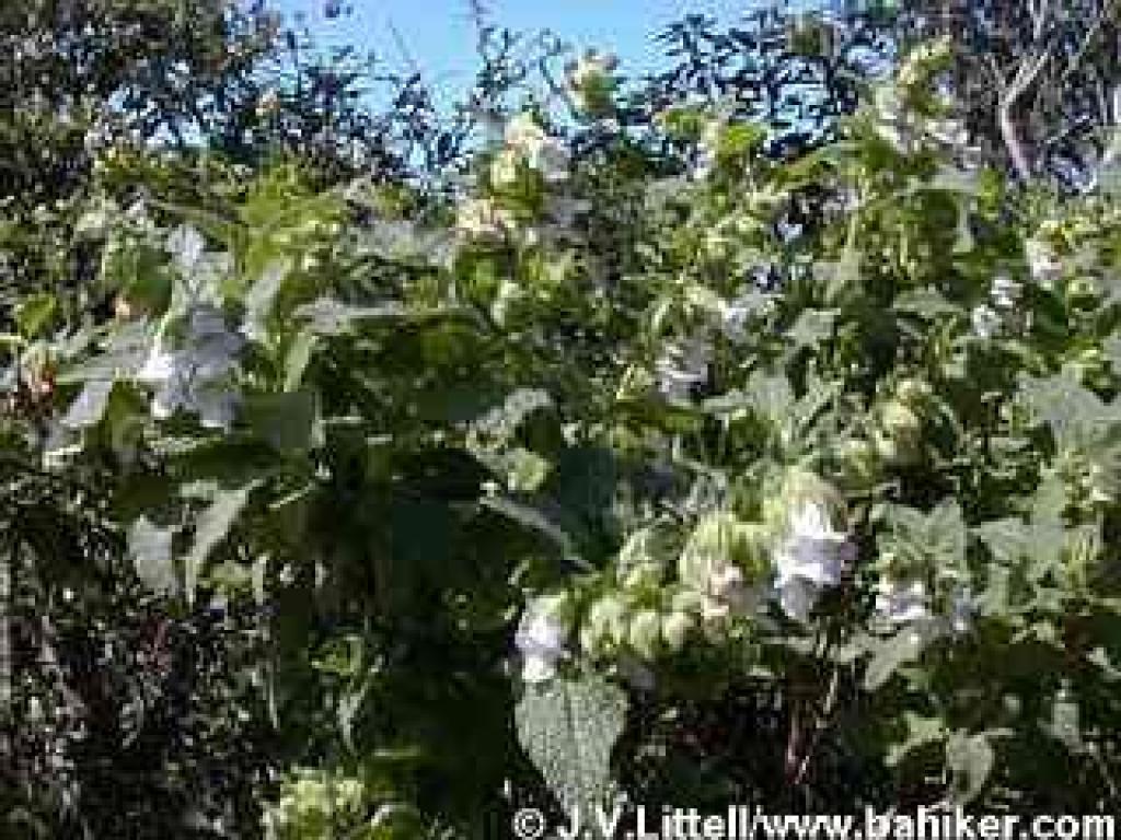 Pitcher sage photo