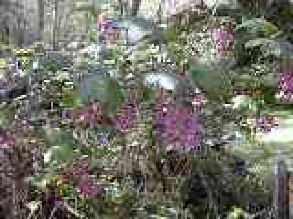 Currant