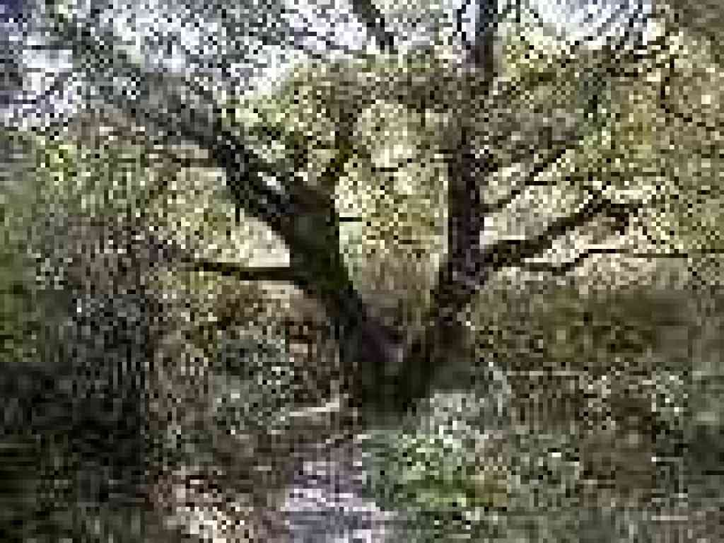 Hazelnut Trail
