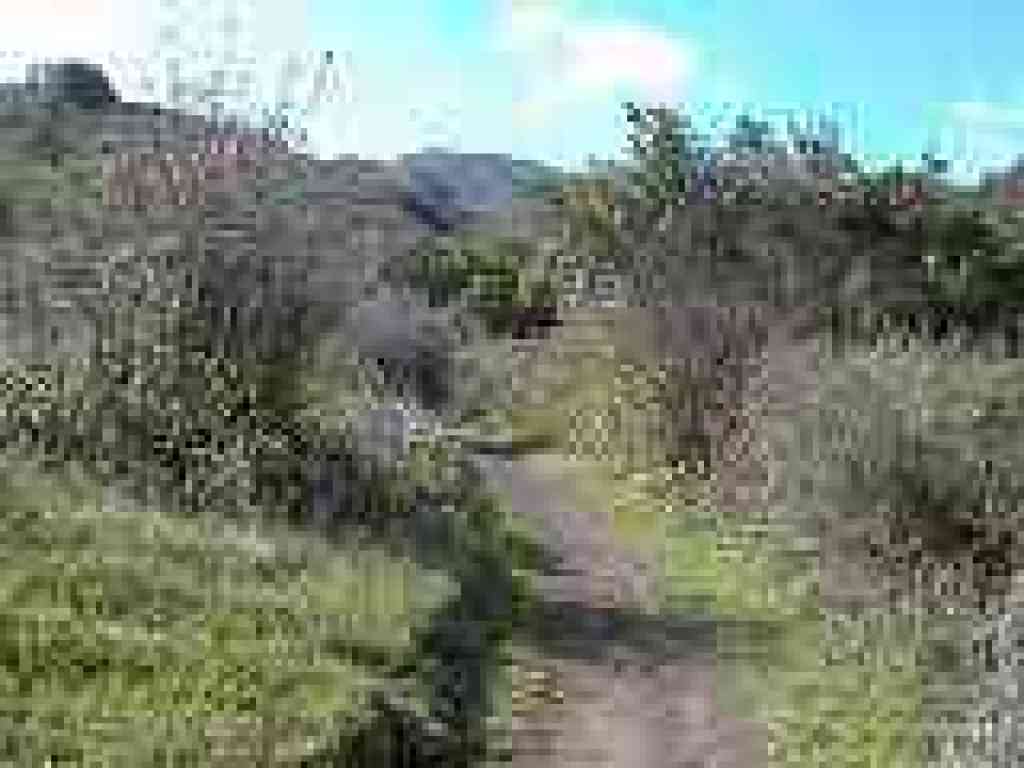 Through chaparral