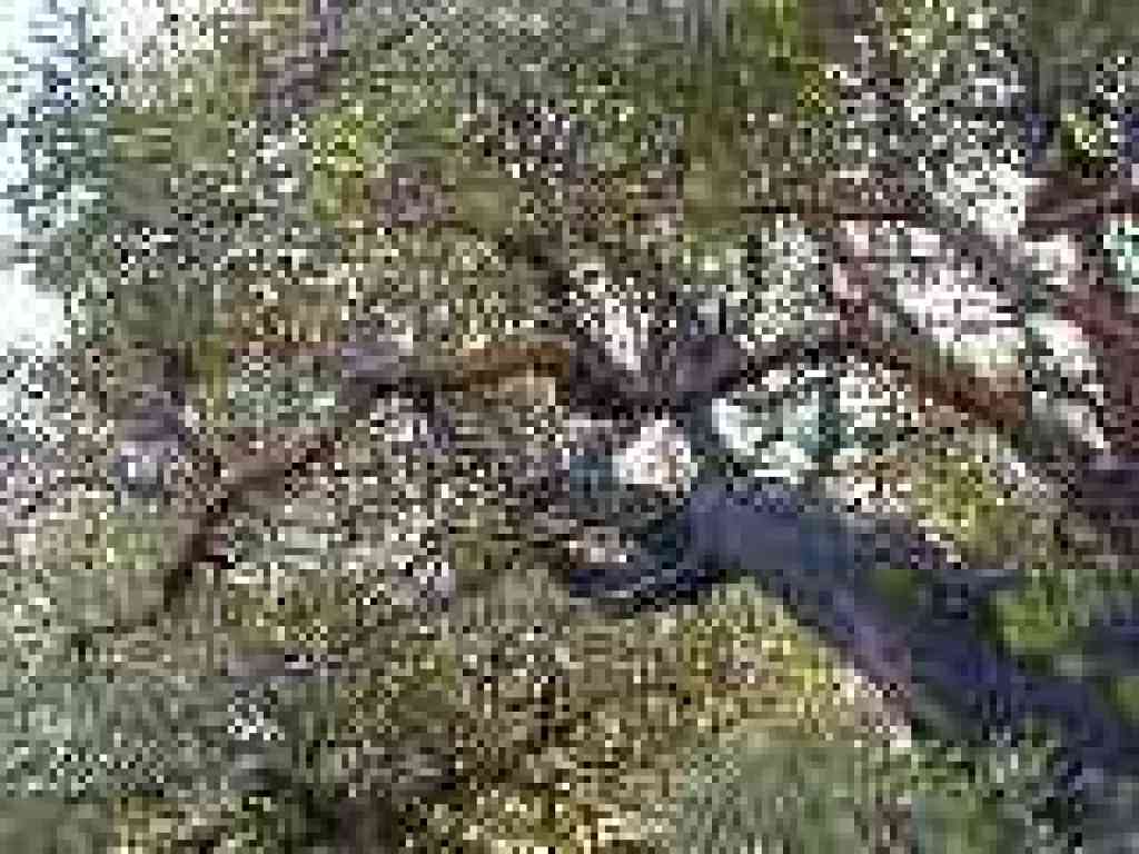 Madrone