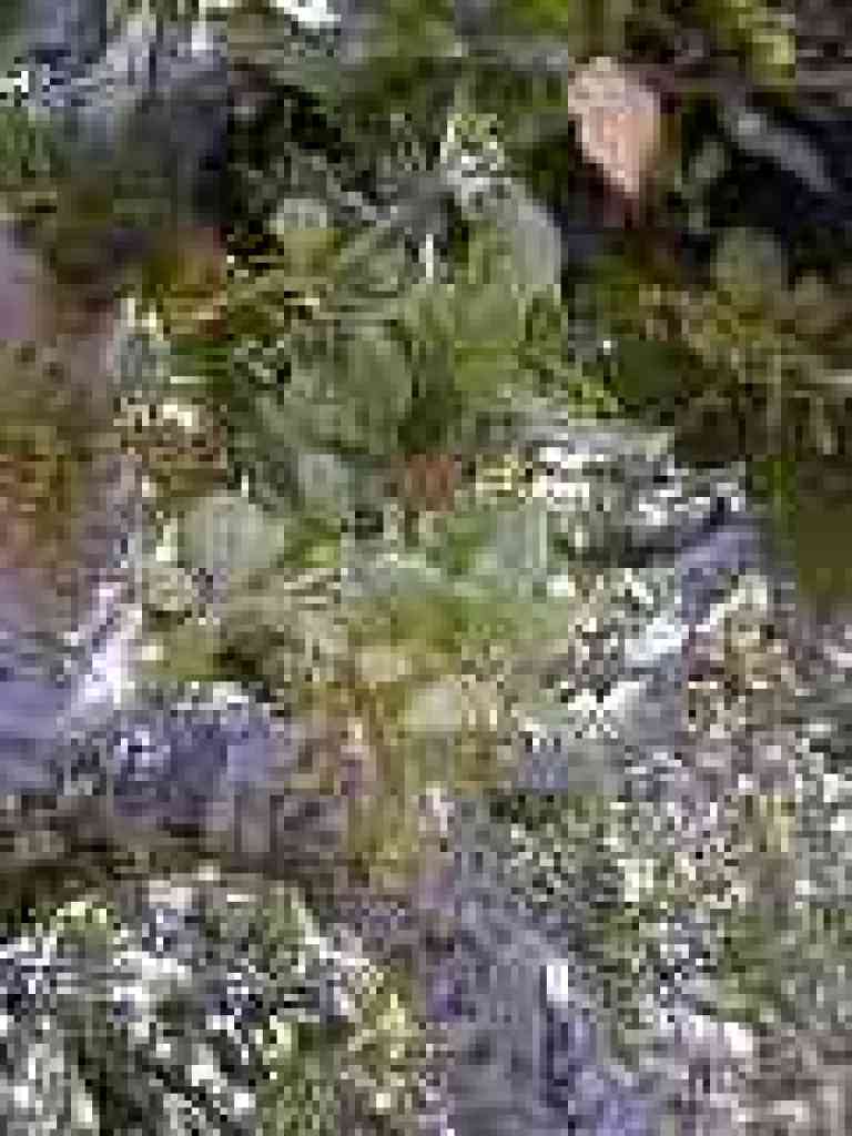 Coast live oak