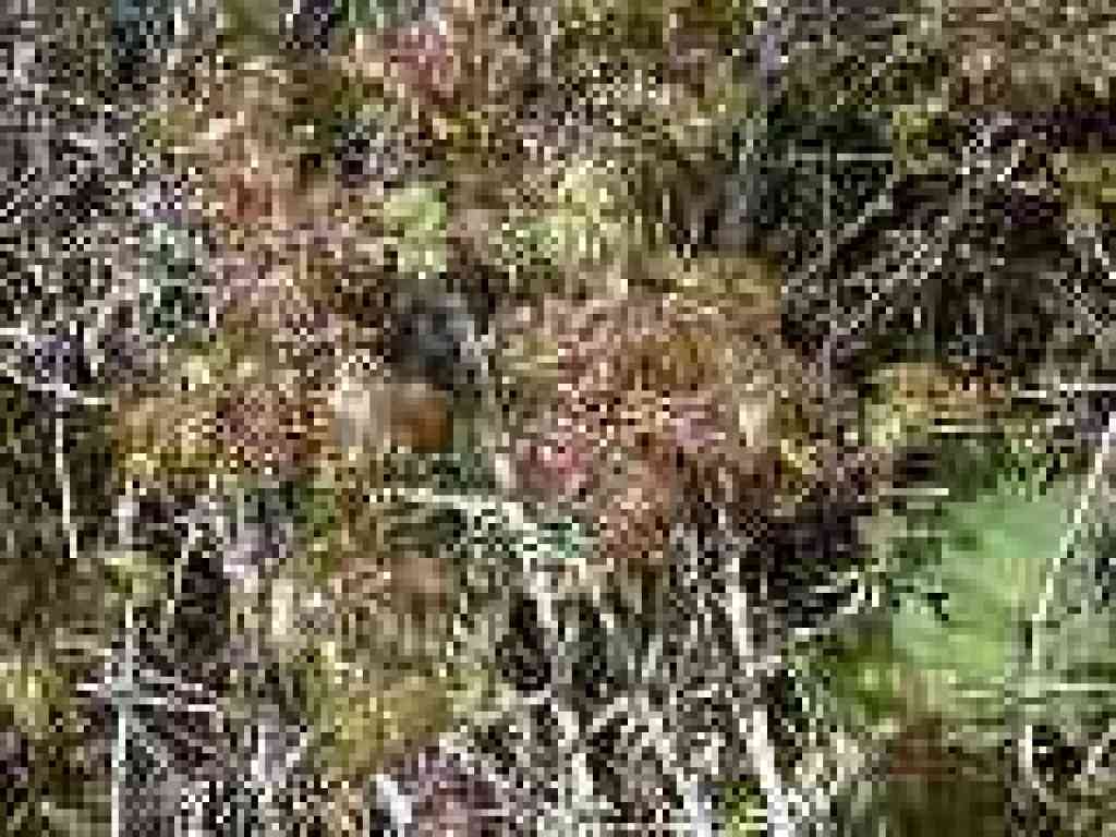 Poison oak