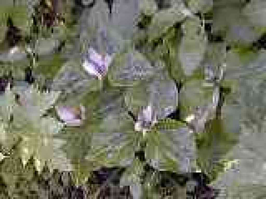 Trillium