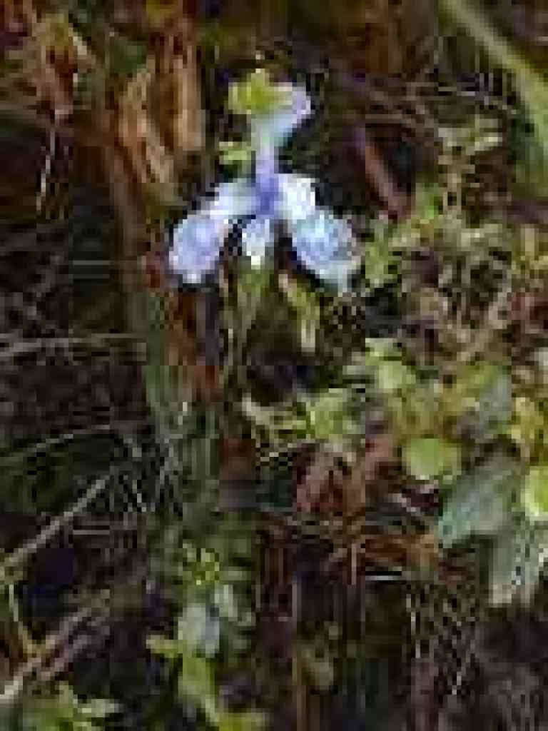 Iris
