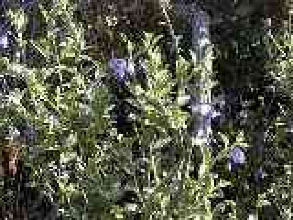 Blue witch nightshade