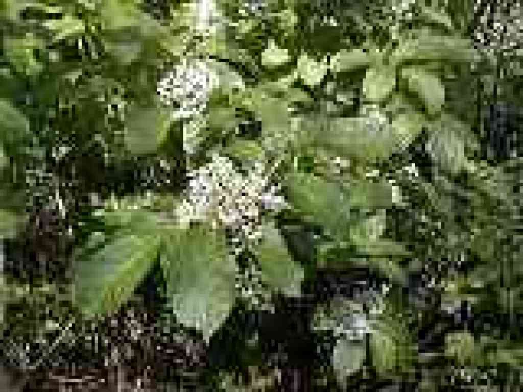 Elderberry
