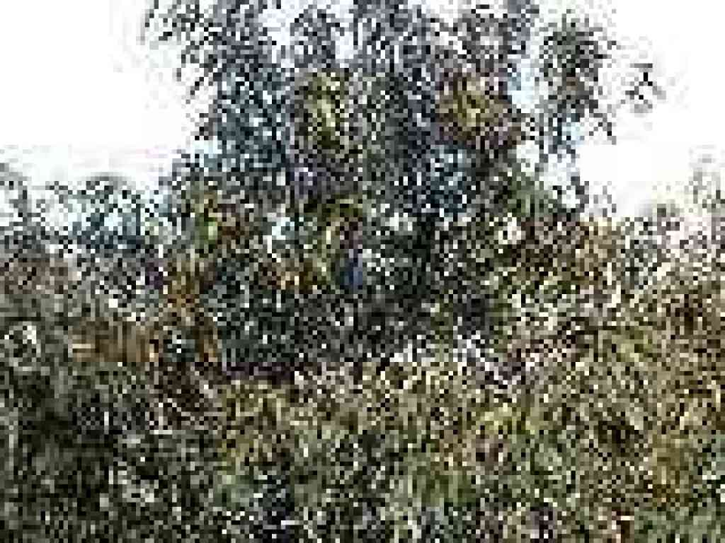 Chinquapin