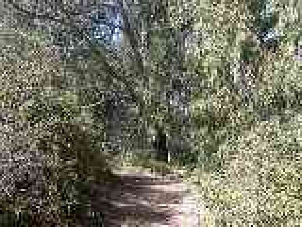 Eucalyptus