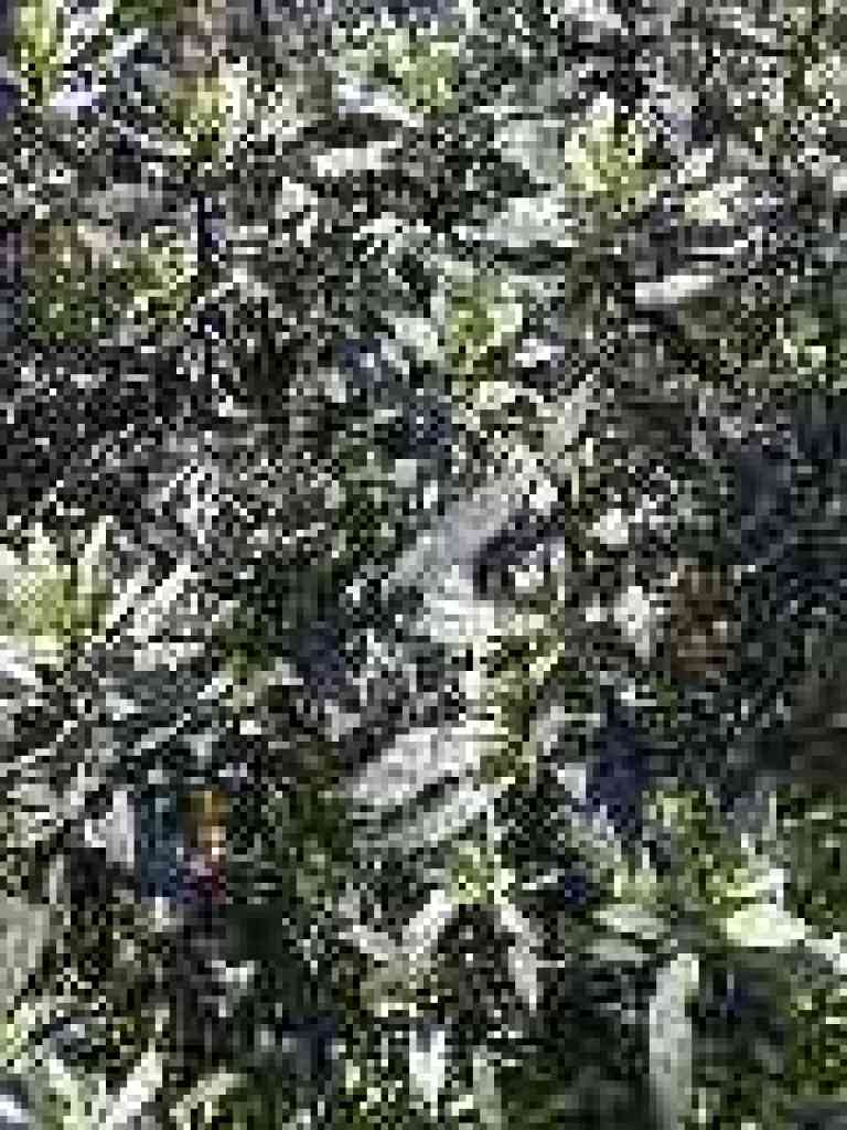 Yerba santa