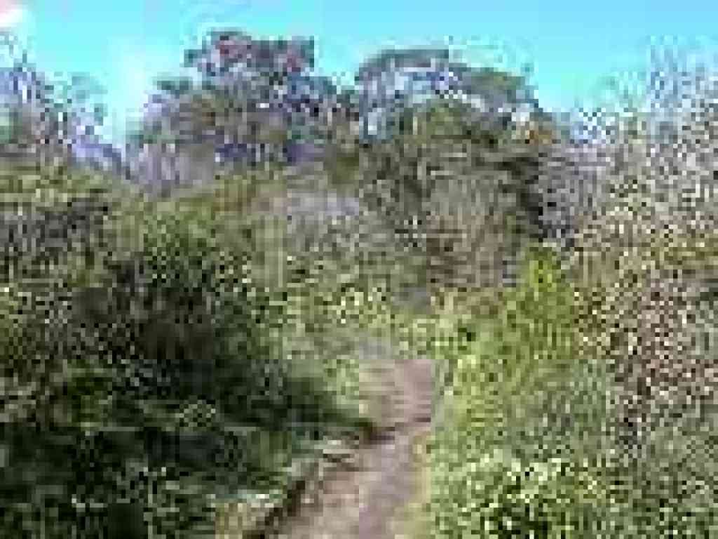 Hazelnut Trail
