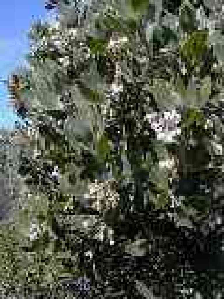 Manzanita