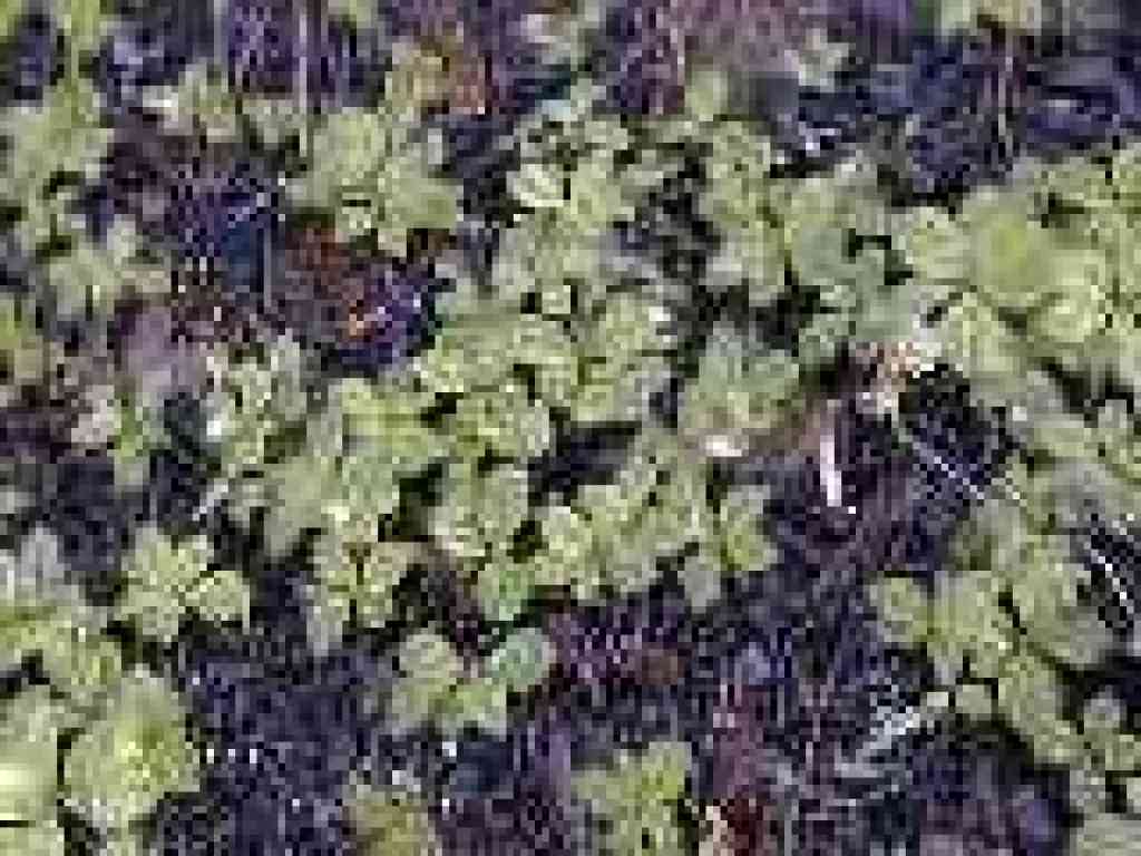 Tiny starflowers