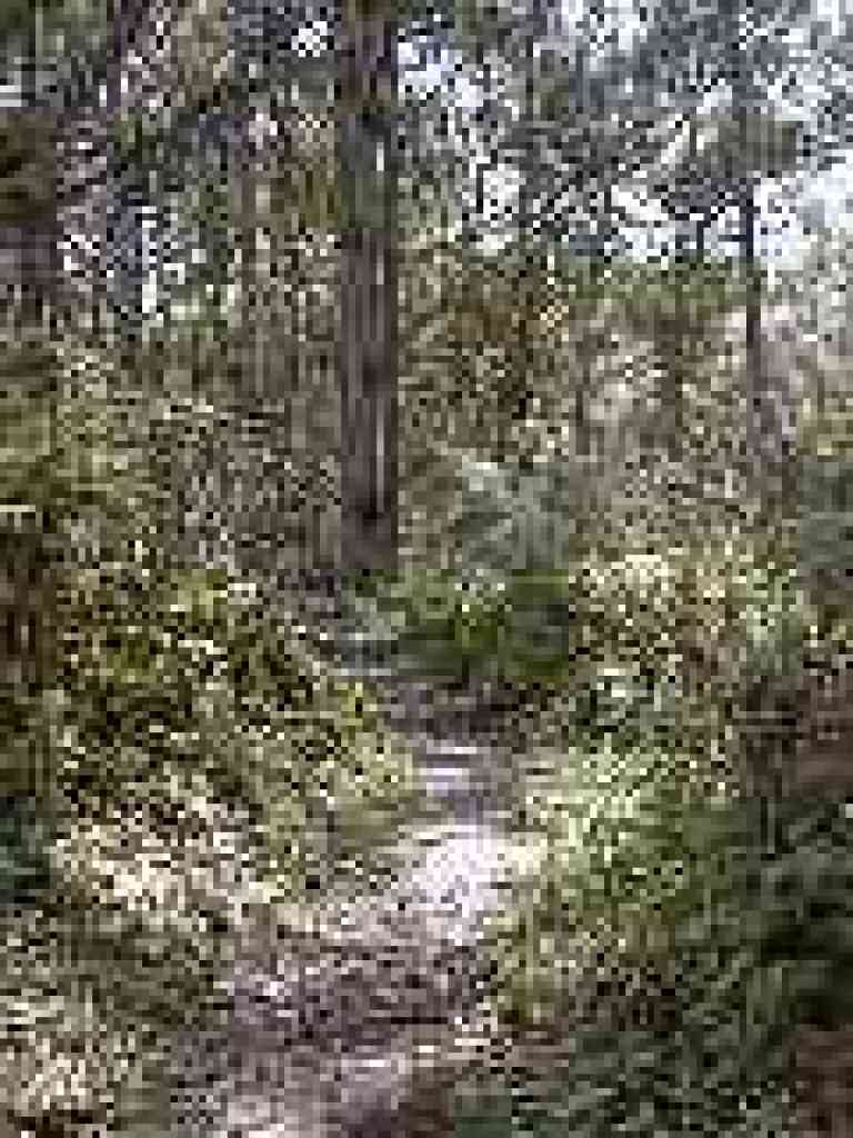 Eucalyptus grove