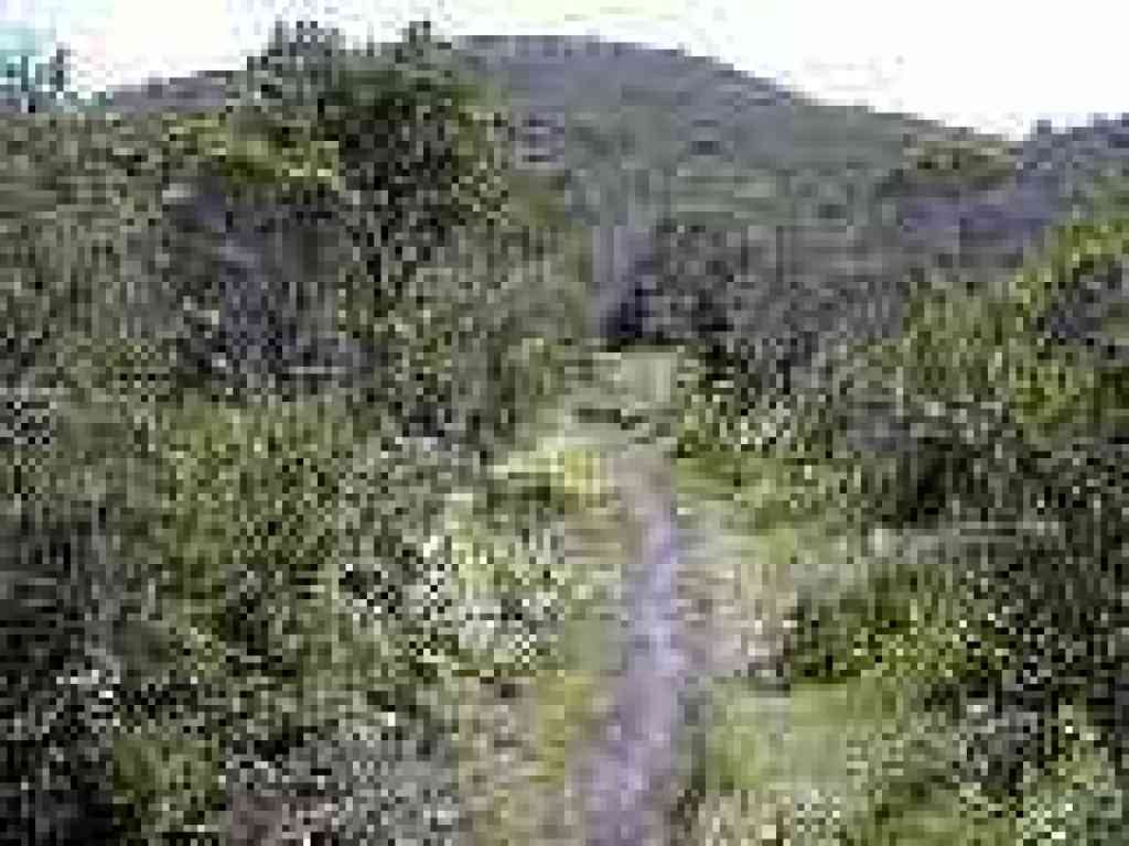 Back into chaparral