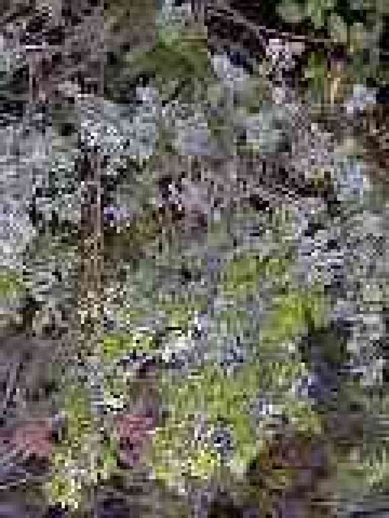 Coyote brush