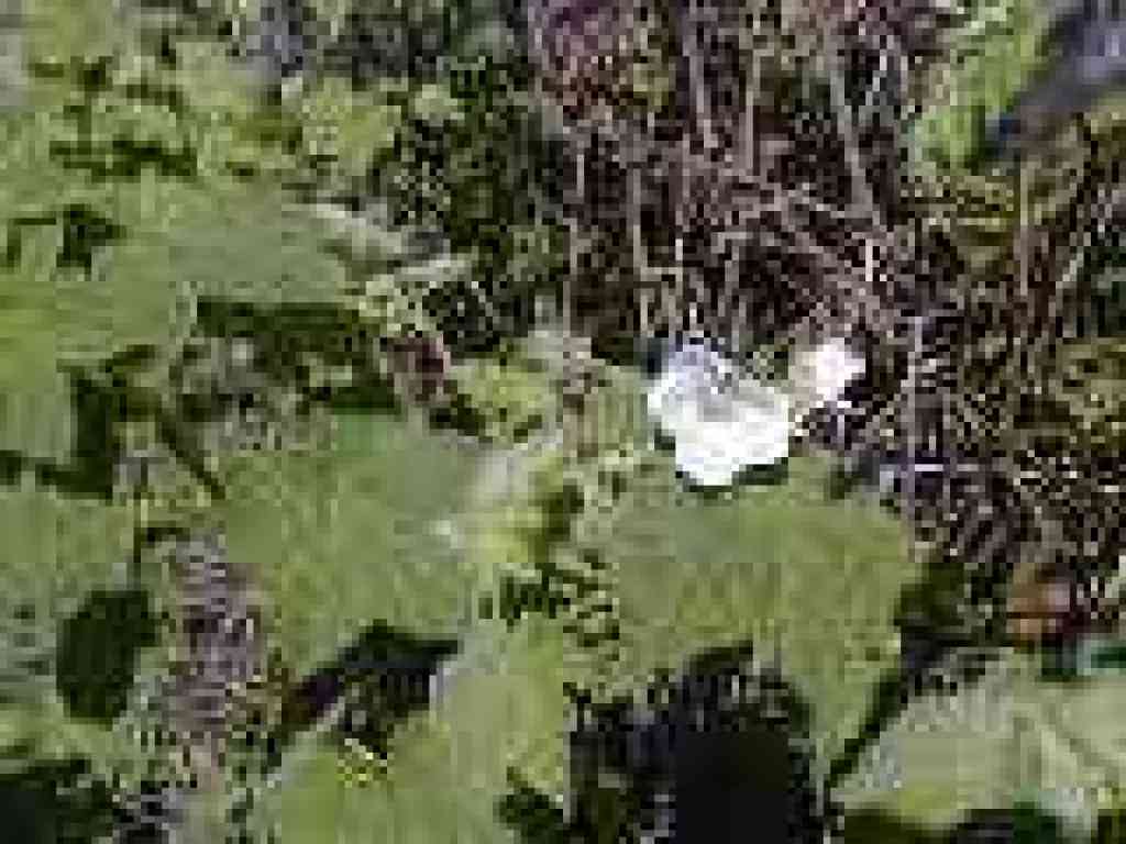 Thimbleberry