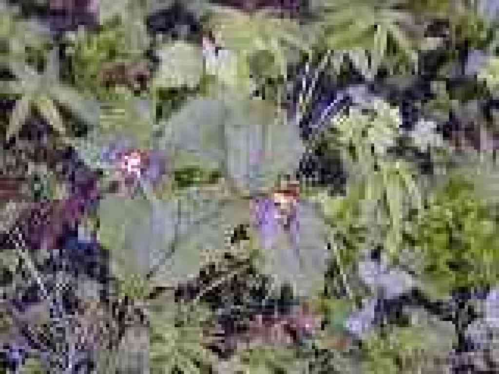 Trillium