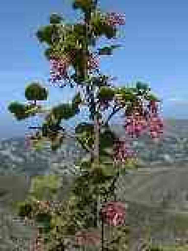 Currant