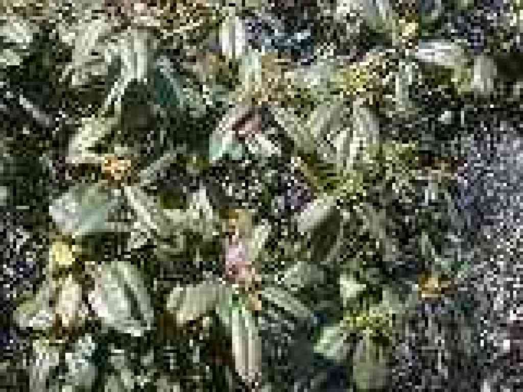 Coffeeberry