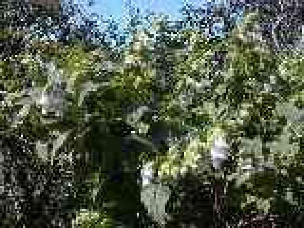 Pitcher sage