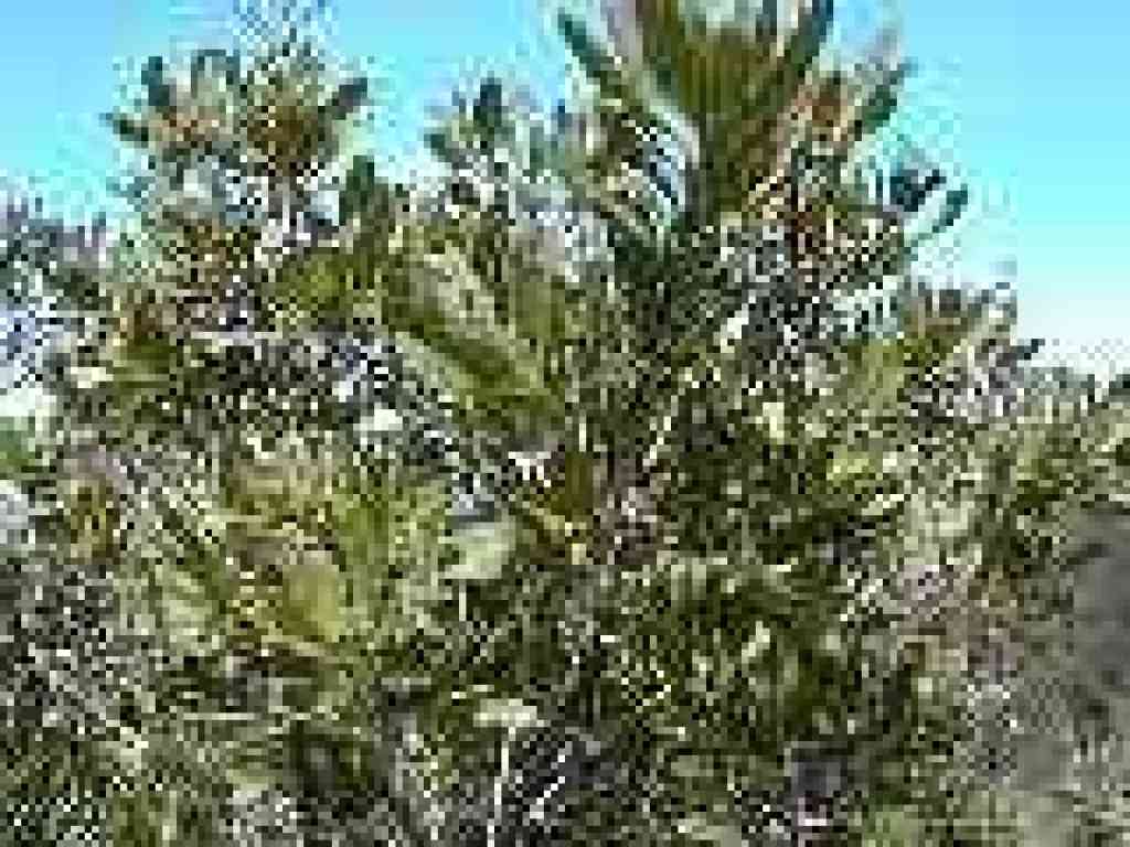 Toyon
