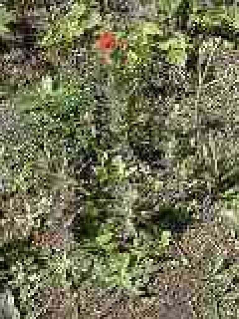 Paintbrush