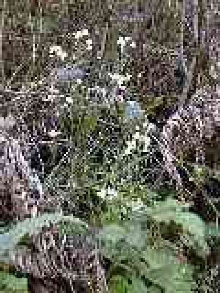 Milkmaids