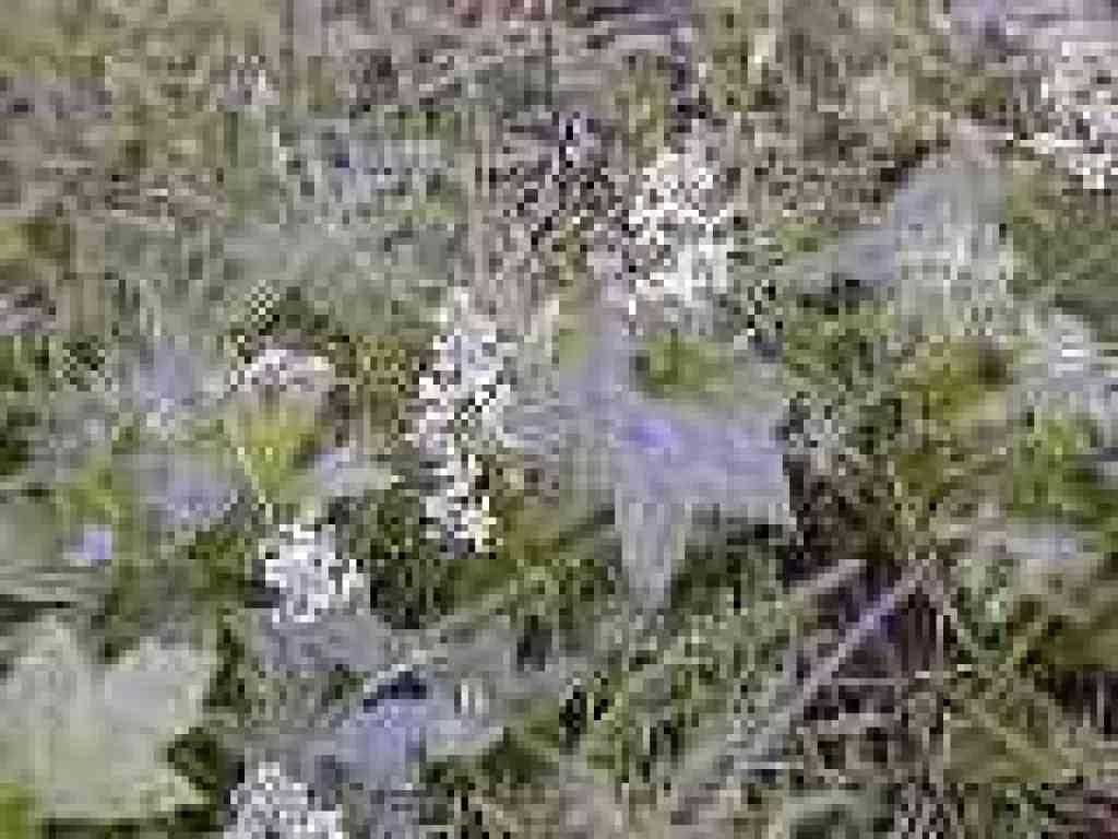 Manroot