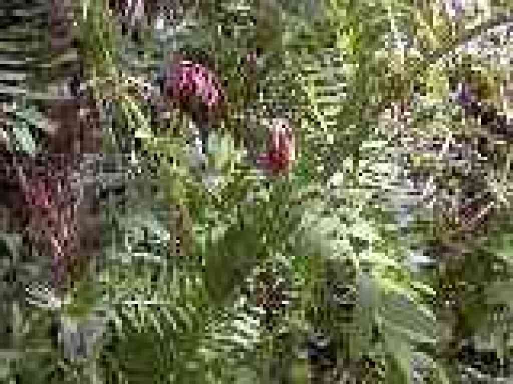 Vetch