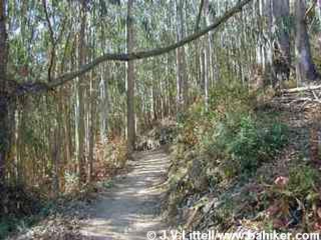 Eucalyptus forest on Montara Mountain Trail