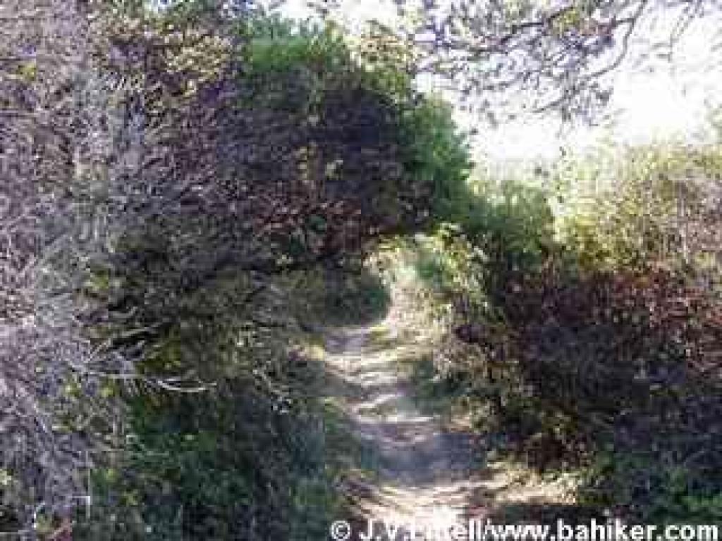 Towering manzanitas on Montara Mountain Trail