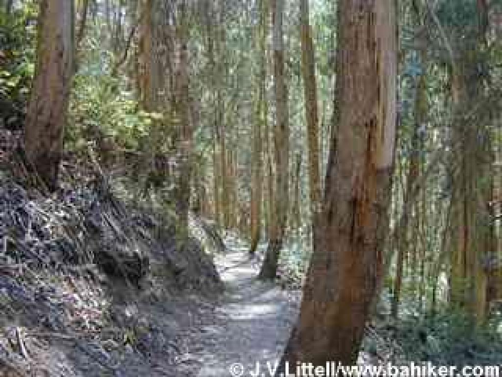 Back under eucalyptus on Brooks Falls Trail