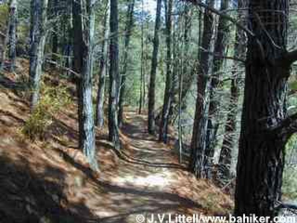 Pine trees along Brooks Falls Trail