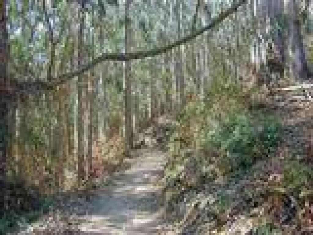 Eucalyptus forest