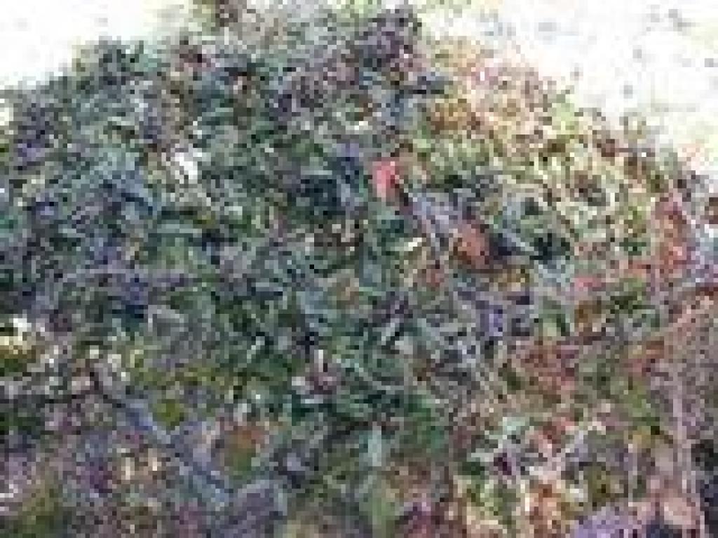 Coffeeberry