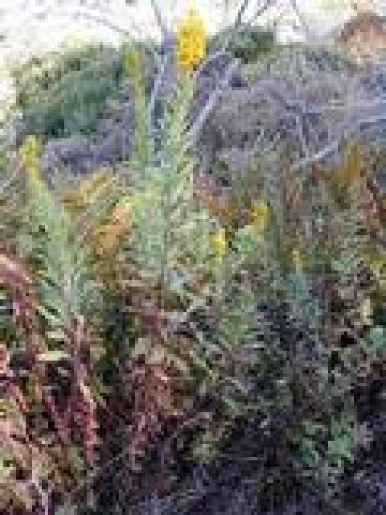 Goldenrod