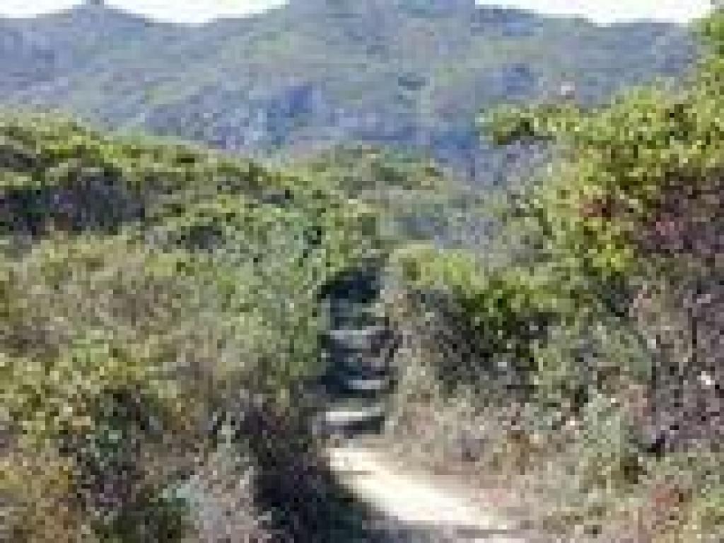 Manzanitas tower over the trail