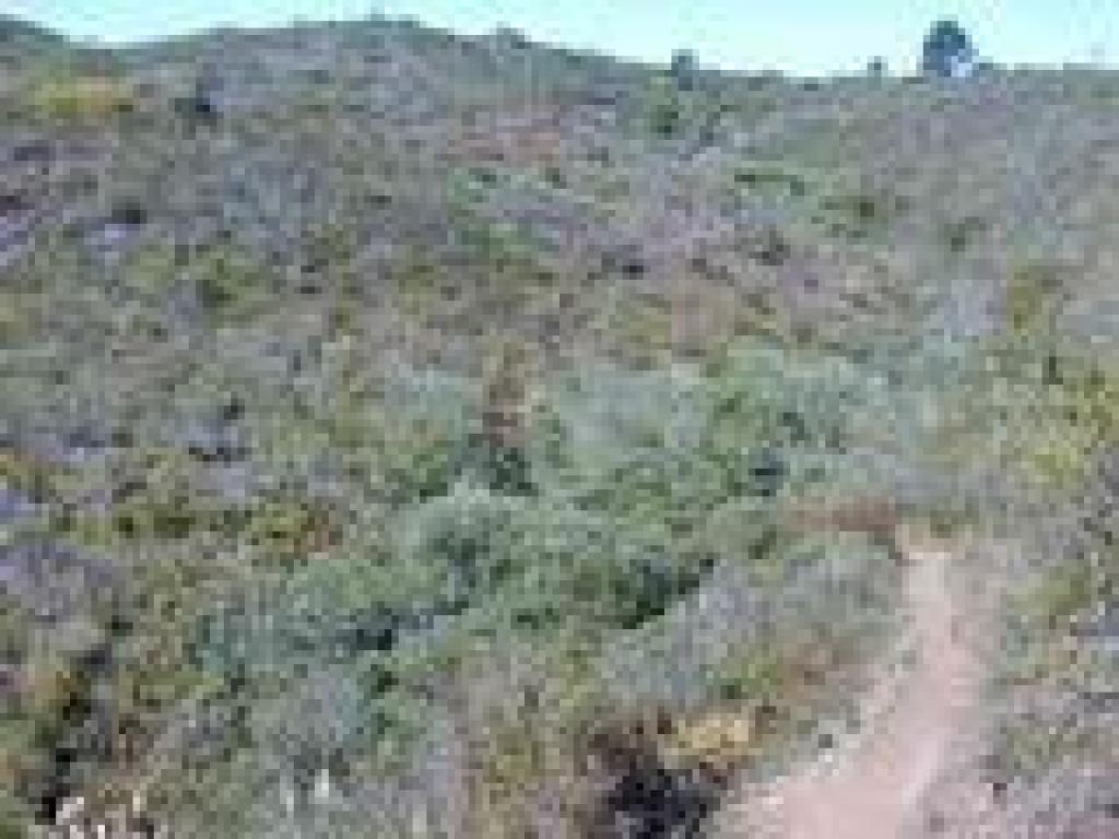 Chaparral on the sides of the trail