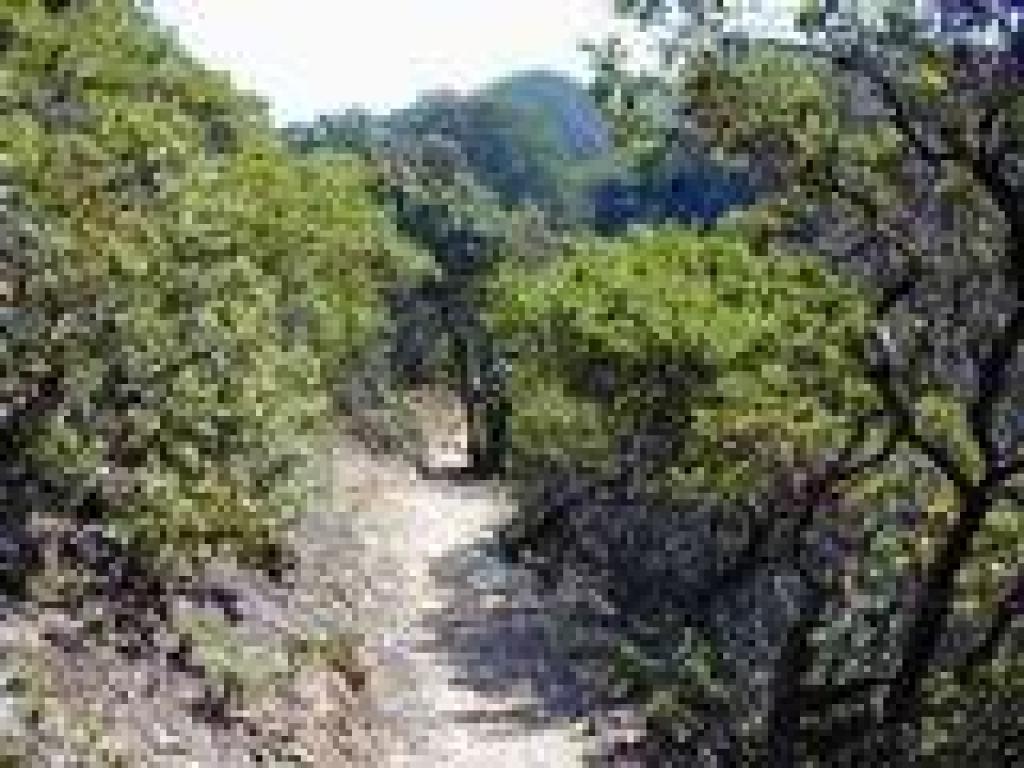 Manzanitas