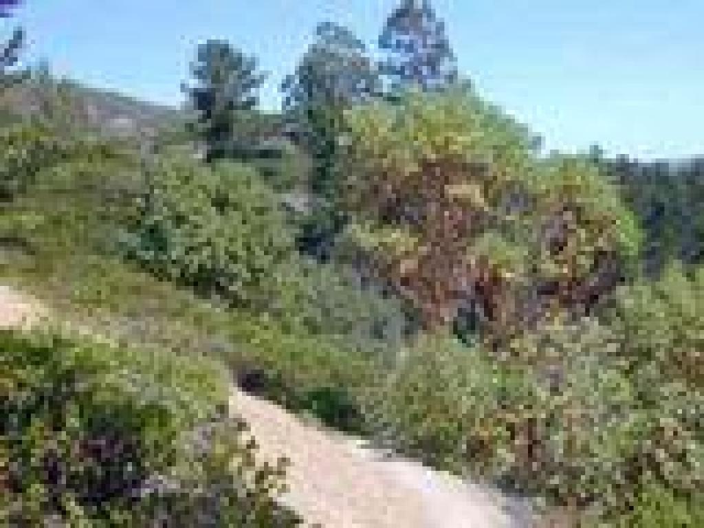 A madrone just off the trail