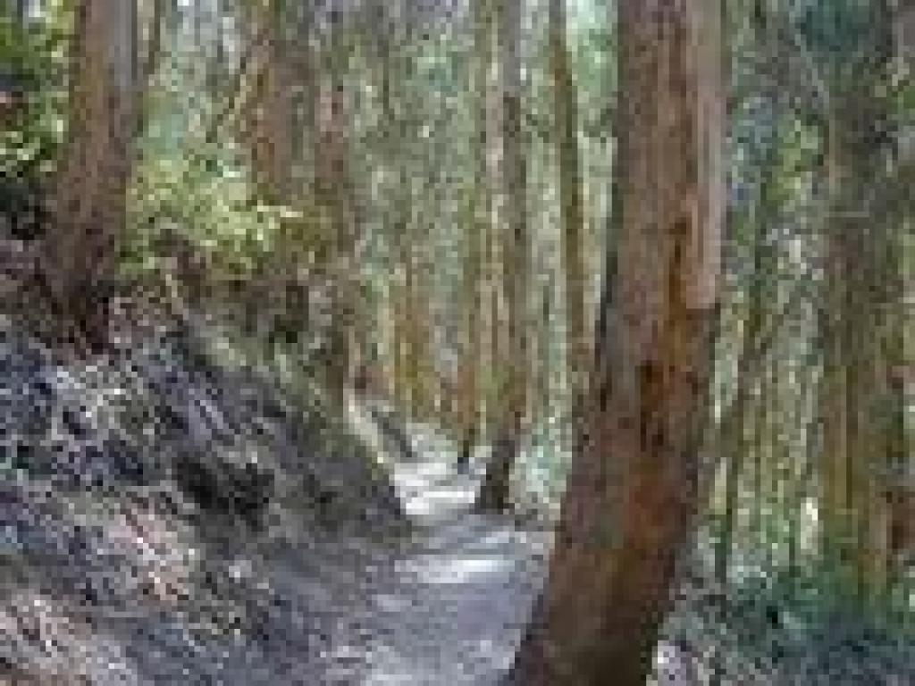 Back in the eucalyptus forest