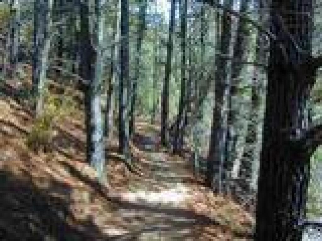 Brooks Falls Trail