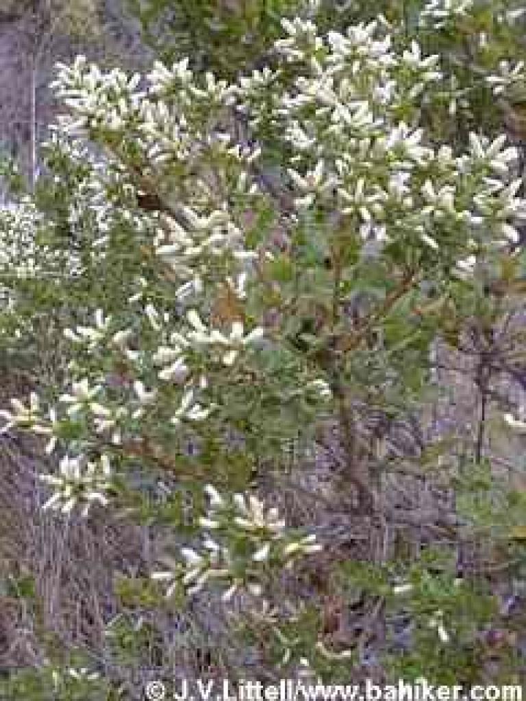 Coyote brush photo
